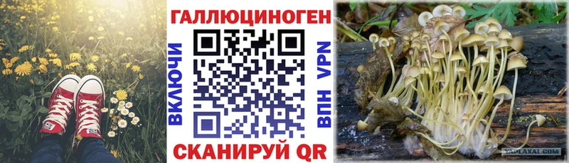 shop состав  Петровск-Забайкальский  Галлюциногенные грибы Cubensis 